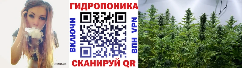 Бошки Шишки гибрид Чегем